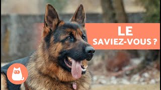 10 CHOSES que vous ne saviez pas sur le BERGER ALLEMAND 🐕 [upl. by Artur217]