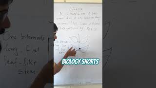 What is Cladode viralbiology biology botany botanyshorts [upl. by Ahsimat]