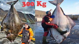 Amazing Giant Halibut Fishing On The Sea  Fastest Halibut Fillet Processing Skills [upl. by Un601]