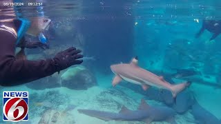 Discovery Cove Shark Snorkel amp Interaction [upl. by Akir]