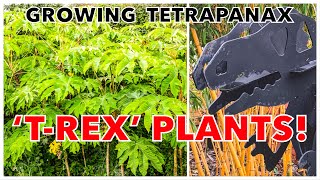 Giant TRex Plants Growing Tetrapanax papyrifer Rex in your Tropical Garden [upl. by Campman730]