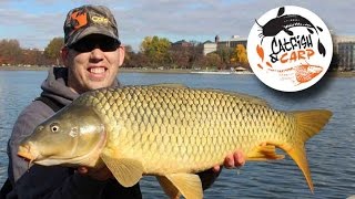 How to catch carp  carp fishing tips and techniques  carp bait [upl. by Eidde]