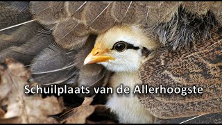 Wachter 225  Schuilplaats van de Allerhoogste [upl. by Dett146]