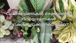 Calathea plant care malayalam  How to grow more Calathea plants easily and fast at home 👍🏻 [upl. by Sheree946]