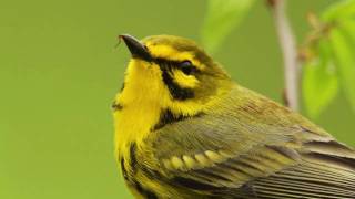 Prairie Warbler Portrait [upl. by Aseiram829]