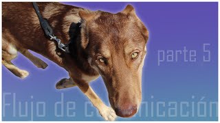 El comportamiento de los perros 5  Alternancia  Etología canina [upl. by Aneehsal]