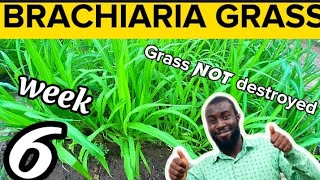 Week 6 How to Grow Brachiaria Grass  Mulato Grass The Best Feed For Livestock Farming [upl. by Maxy]