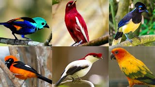 As 10 Aves Mais Bonitas do Brasil  Parte 2 [upl. by Acisset]