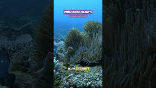 Wild Pink Skunk Clownfish in a Blue Magnificent Anemone  shorts ocean nature fish aquarium [upl. by Elita]