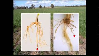 Rhizoctonia in your paddocks [upl. by Vorster]