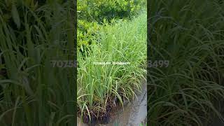 Lemongrass available Sapthagiri nursery 70758584997095858499 [upl. by Ehsrop]