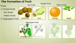 Development of Embryo and Formation of Fruit [upl. by Noni290]