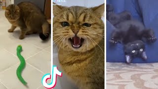 Funny amp Cute Cats Compilation TikTok shorts 😻 [upl. by Yatzeck]