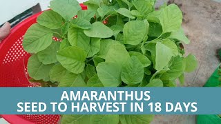 Growing Amaranthus Seed to Harvest in 18 Days Home Terrace Garden  SeedBasket Time lapse [upl. by Rella]