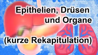 Epithelien Drüsen und Organe [upl. by Htederem]