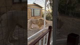 chavi land zoo lion sound [upl. by Yerhpmuh]