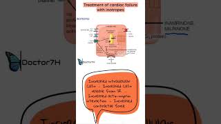 Inotropes  Inamrinone amp Milrinone  Cardiac failure [upl. by Hadnama674]