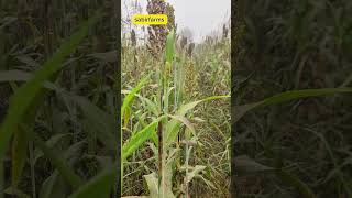 genetically modified crop of sorghum  agriculturepakistan sorghum sabirfarms [upl. by Teriann911]