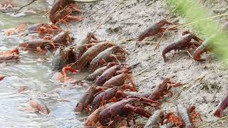 Red Swamp Crayfish AKA Crawfish exiting crawfish pond being drained St Landry Parish Louisiana [upl. by Theurer408]