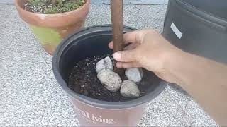 Bonsai tree Yamadori Material Bald Cypress [upl. by Siobhan]