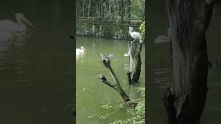 Anhinga Bird travel birds forest fastechey [upl. by Kendry]