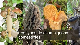 Les types de champignons comestibles [upl. by Llenahc]