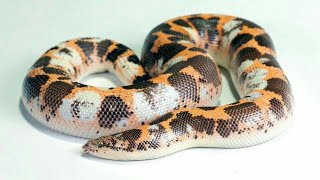 Kenyan Sand Boa Collection [upl. by Faythe]