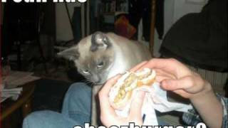 Funny Cat Pictures etc 2  LOLcats from icanhascheezburgercom [upl. by Romaine]