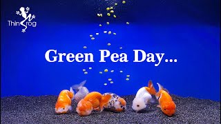 GREEN PEA DAY for goldfish [upl. by Acnoib]