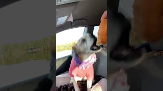 trixie dog dunkindonuts doglover cute animals love newjersey [upl. by Adiel]