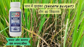 धान में झड़का रोगsheath blightसे निवारण Hexaconazole 5 sckinkifungicideIFFCO [upl. by Aun640]