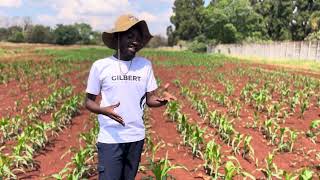 Organic ways of controlling Fall Army Worms in maize🌽 [upl. by Naga563]