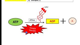 BIOENERGETICA  BIOQUIMICA energía libre entalpía entropía [upl. by Ellehctim]
