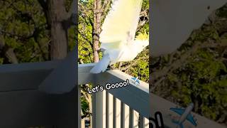 Cockatoo Superfast Takeoff ✈️🦜 Birds Parrot Wildlife Tricks [upl. by Terrye]