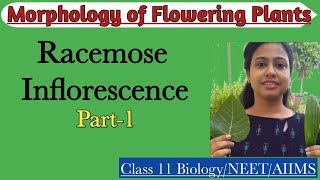 Racemose Inflorescence Part1Types of Racemose InflorescenceMorphology of Flowering PlantClass 11 [upl. by Wheaton]