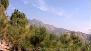 Himalayan Chir pine forest habitat  Pinus Roxburghii in Garhwal [upl. by Blinni]