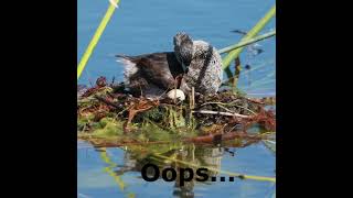 Piedbilled grebe mom no egg left behind [upl. by Osbourne]