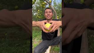 Green apple with picking eat so sweet from the farm amazing fruit natural satisfying [upl. by Nrobyalc]