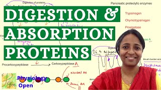 Digestion and absorption of proteins  Gastrointestinal system GI Physiology mbbs 1st year lecture [upl. by Yankee611]