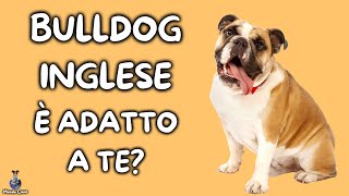 Bulldog Inglese Cosa Sapere [upl. by Ayanal]