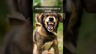 quotRabies in Dogsquot  quot Protecting Your Pets and Communityquot Animals Top facts of Animals [upl. by Wolsniw]