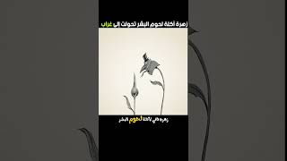 زهرة آكلة لحوم البشر [upl. by Leaj]