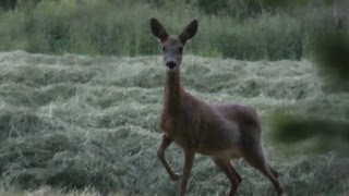 Roe Deer Calling [upl. by Mercier]