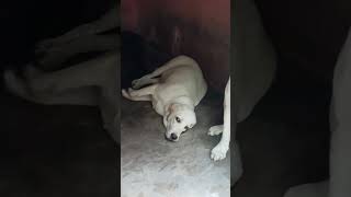 Labour dog Viral video Youtubeshort short video [upl. by Eldwon]