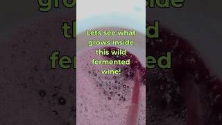 Lets see what yeasts are growing inside wild fermented wine wildfermentation winemaking yeast [upl. by Jegger379]