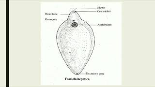 Morphology of Fasciola hepatica [upl. by Nedrob]