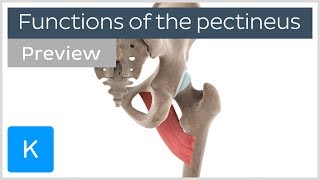 Functions of the pectineus muscle preview  Human 3D Anatomy  Kenhub [upl. by Pliner261]