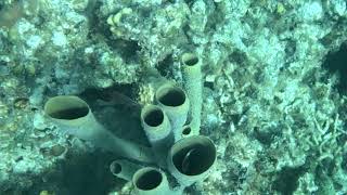 Aplysina archeri corals  East End  Cayman Islands [upl. by Llehcal]