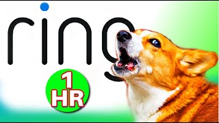 Ring doorbell Sound for dogs 1 HOUR [upl. by Simonetta707]