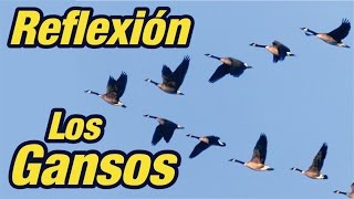 El Vuelo de los Gansos  Reflexión sobre el Trabajo en Equipo [upl. by Llenrag]